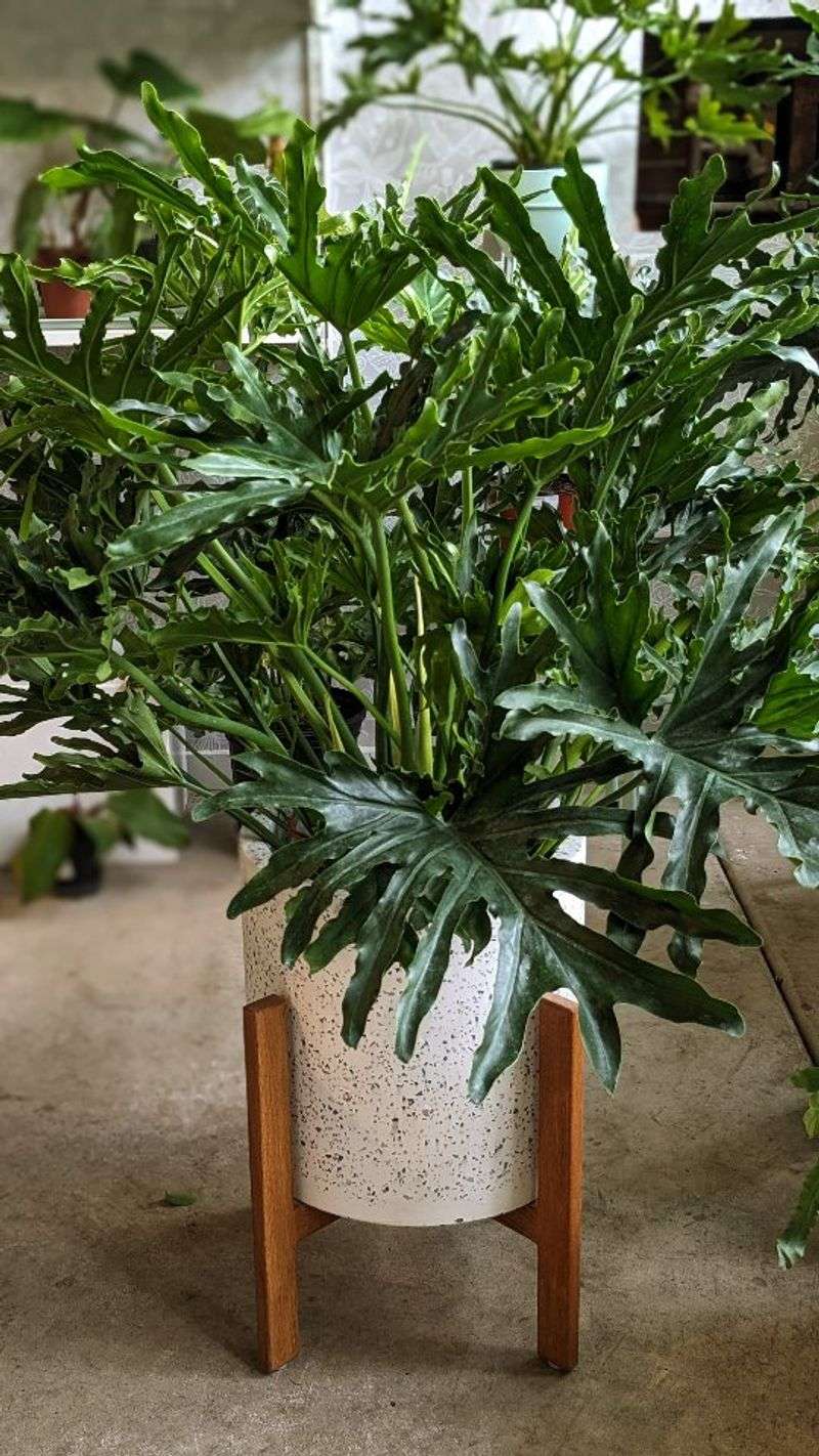 Philodendron Hope Selloum