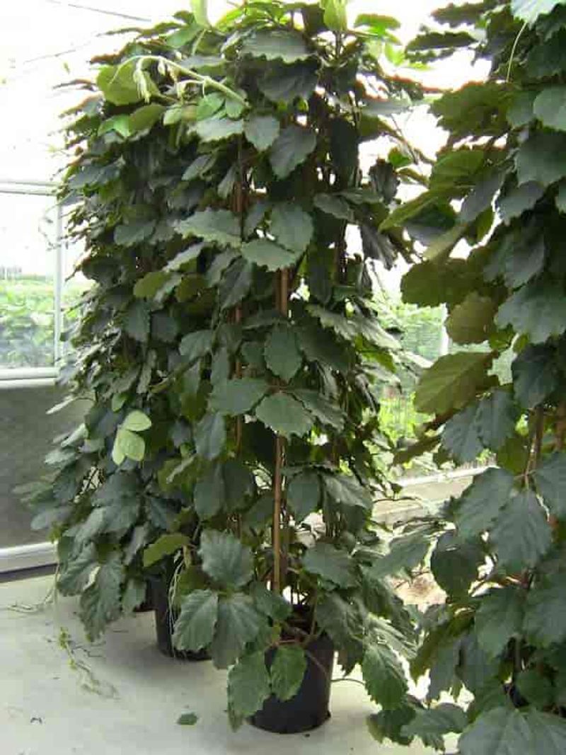 Tetrastigma Voinierianum (Chestnut Vine)