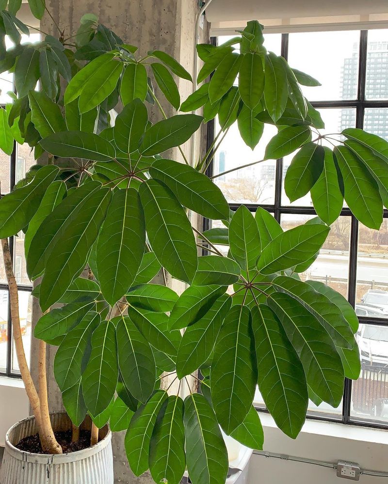 Schefflera Amate