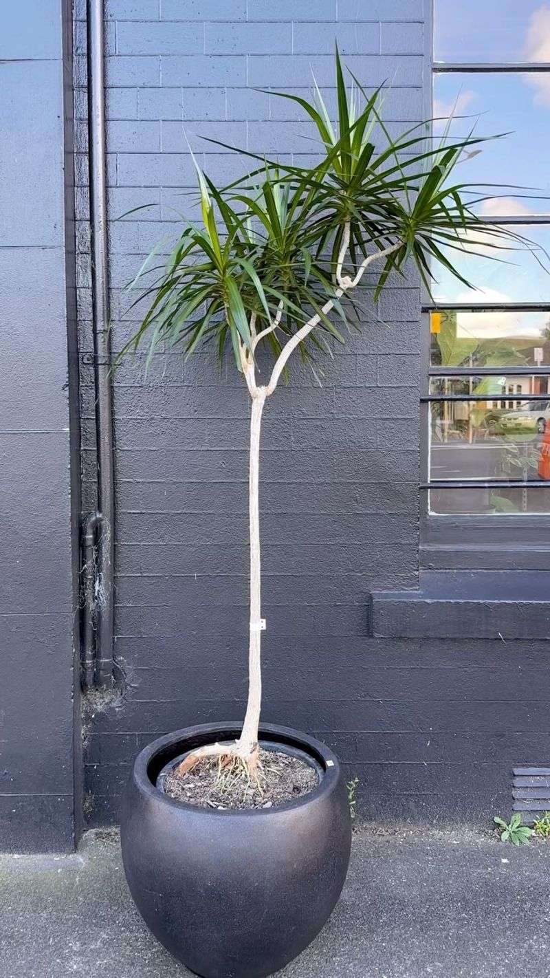 Dracaena Marginata (Dragon Tree)