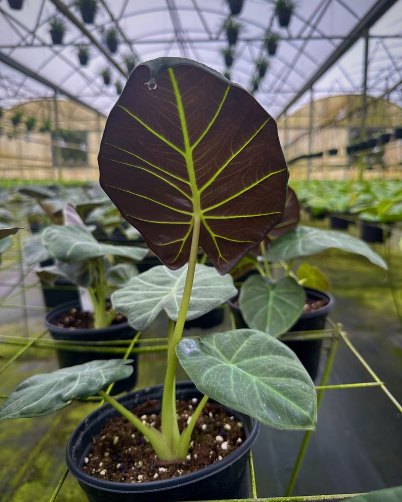 Alocasia Regal Shield