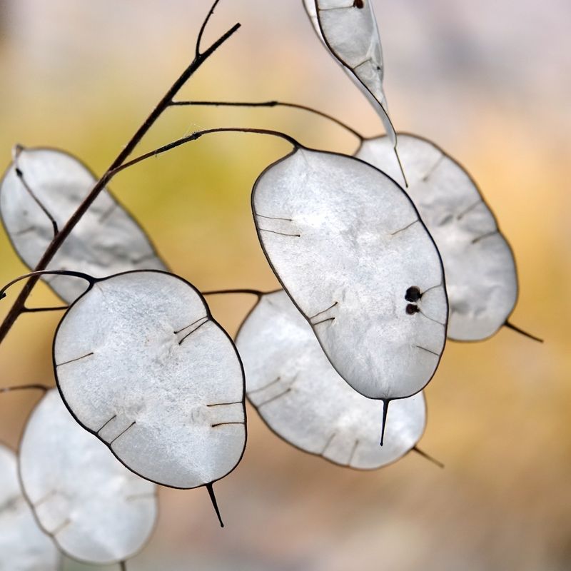 Lunaria Annua