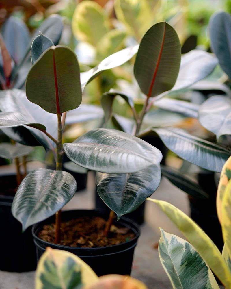 Rubber Plant