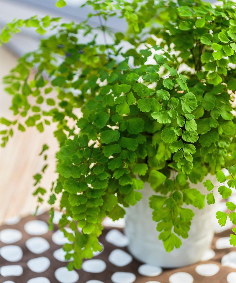 Maidenhair Fern (Adiantum)
