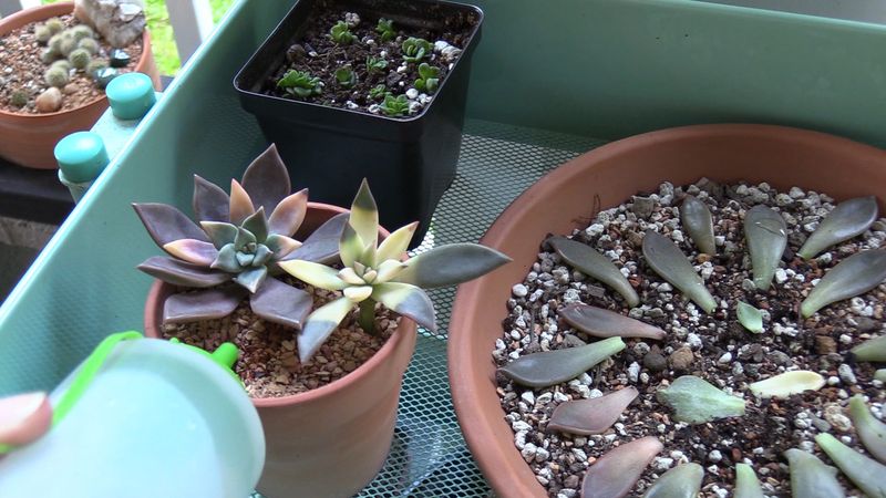 Succulents