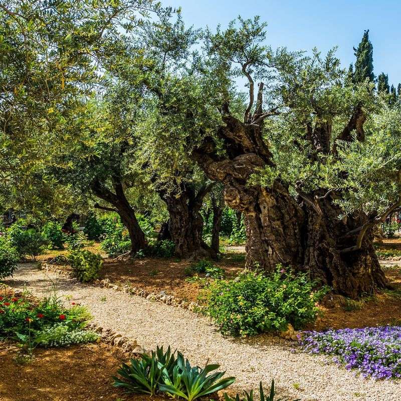 Olive Trees: Symbols Of Peace And Longevity