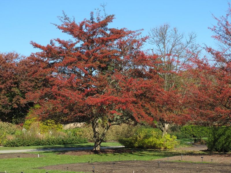 Hawthorn Trees: Winter Survival Food for Deer