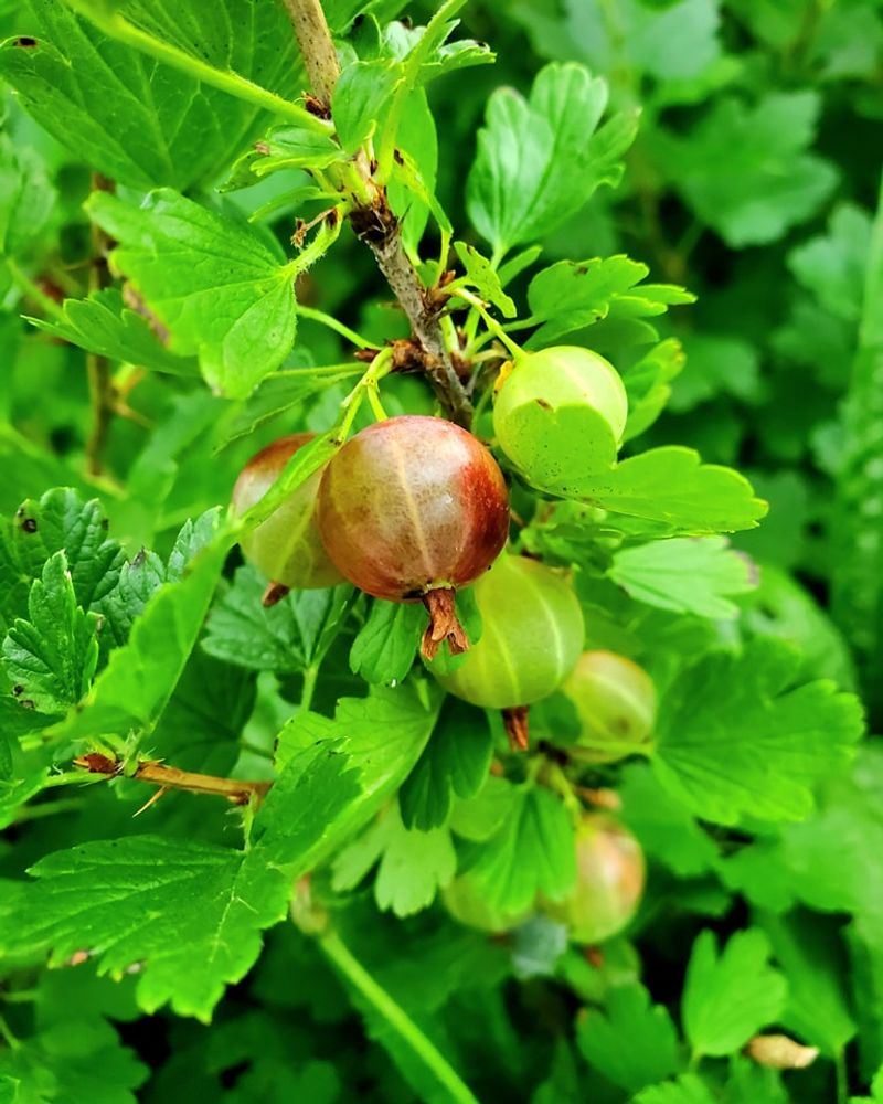 Gooseberries
