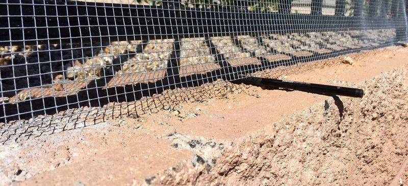 Install Snake-Proof Fencing