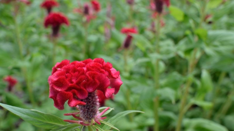 Prepare Well-Draining Soil