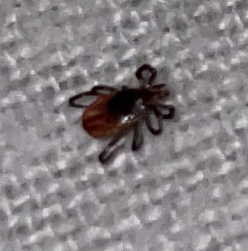 Deer Tick