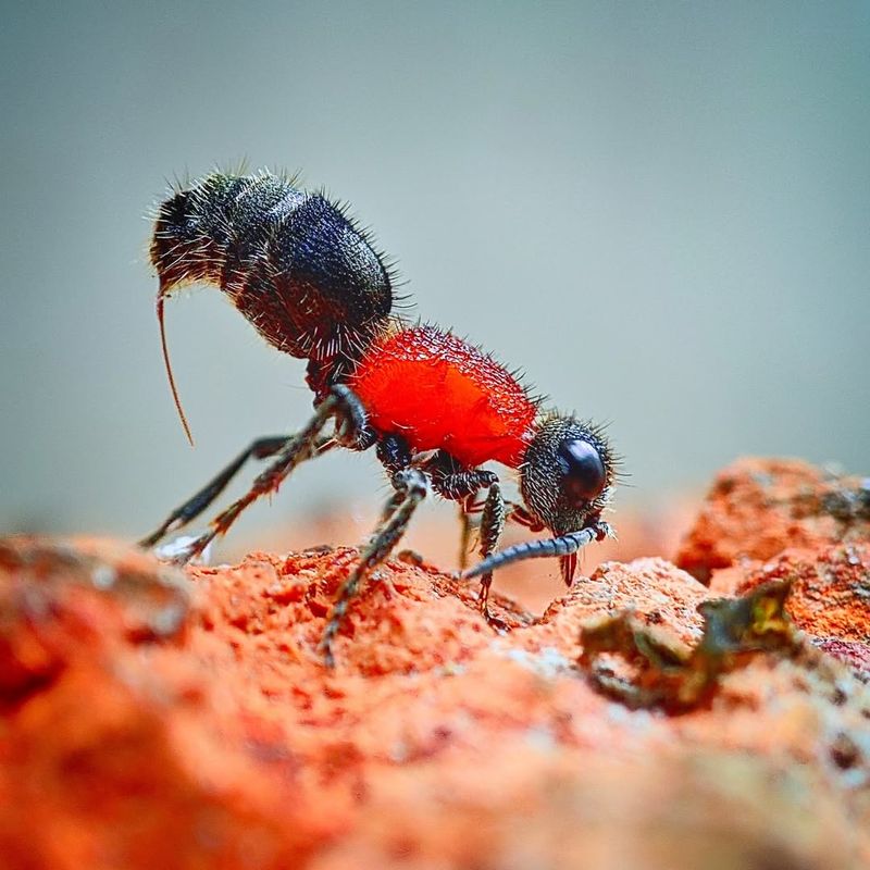 Velvet Ants