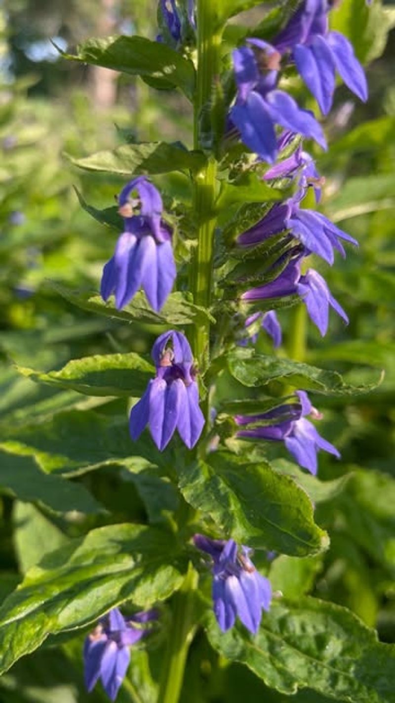 Great Blue Lobelia (Lobelia siphilitica)