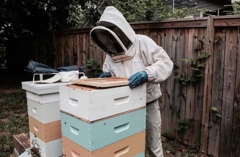 Beehives