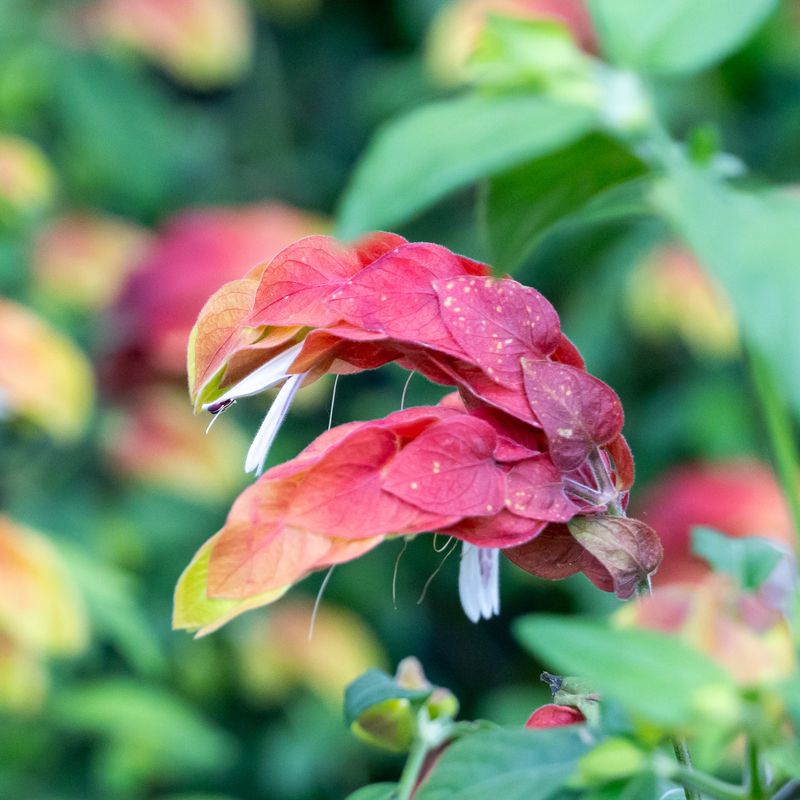 Shrimp Plant