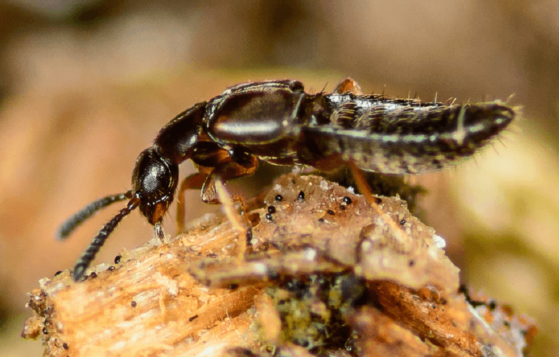 Rove Beetles: Tiny Decomposers and Hunters