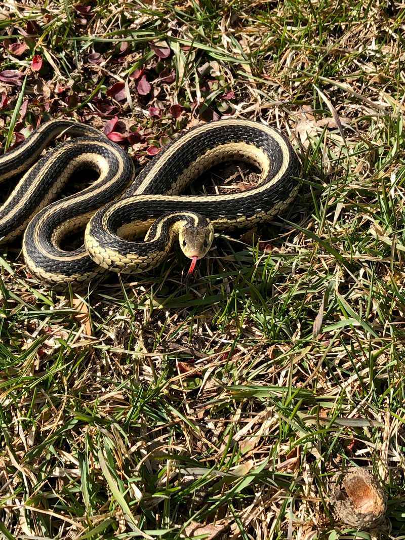 Garter Snakes: Helpful Garden Hunters