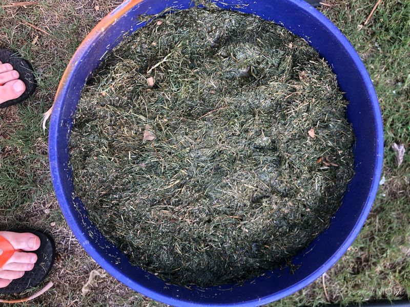 Grass Clipping Tea