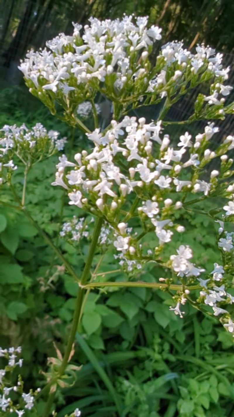 Valerian Root