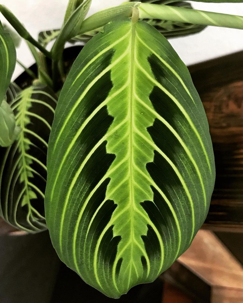 Maranta Leuconeura