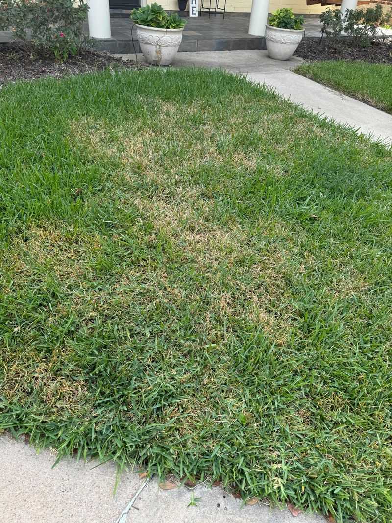 Beer Revives Brown Patches in Lawns