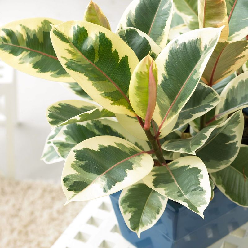 Play With Monochromatic Leaves