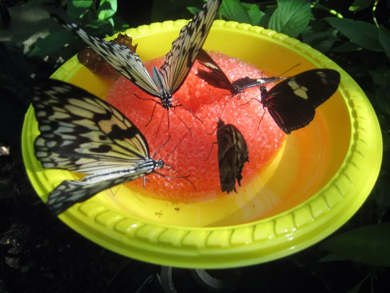 Butterfly Nectar Sponges