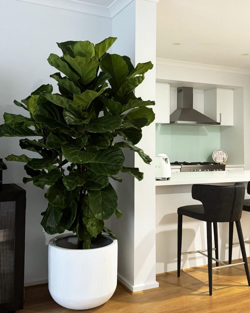 Statement Floor Plants