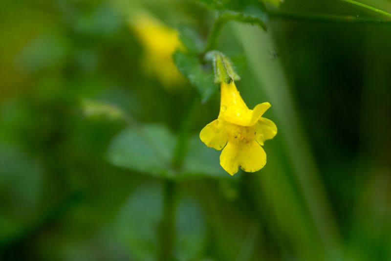 Michigan Monkey-flower