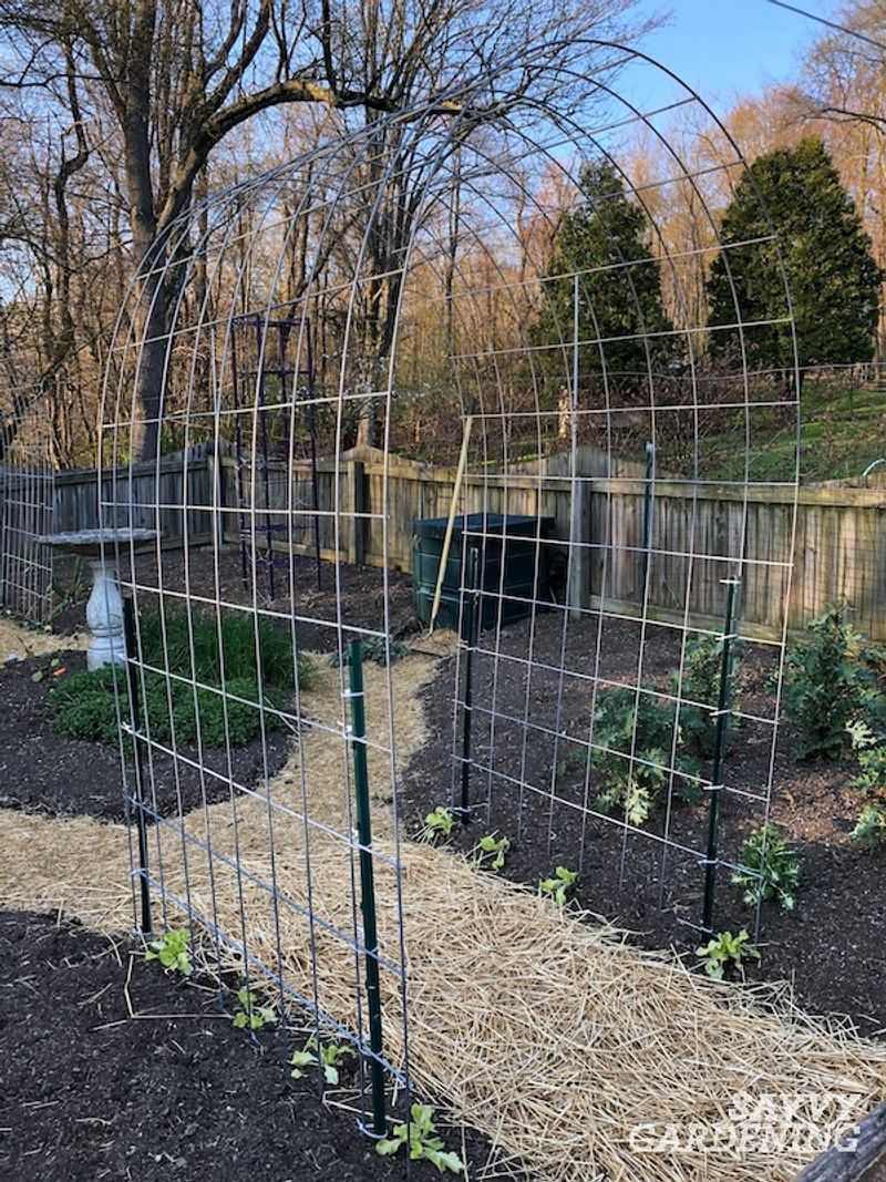 Cattle Panel Trellis - Sturdy Support Solution