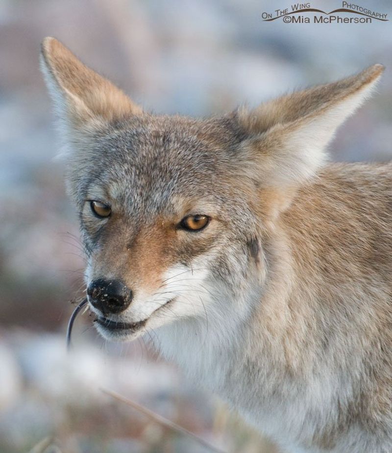 Michigan's Woodland Hunters