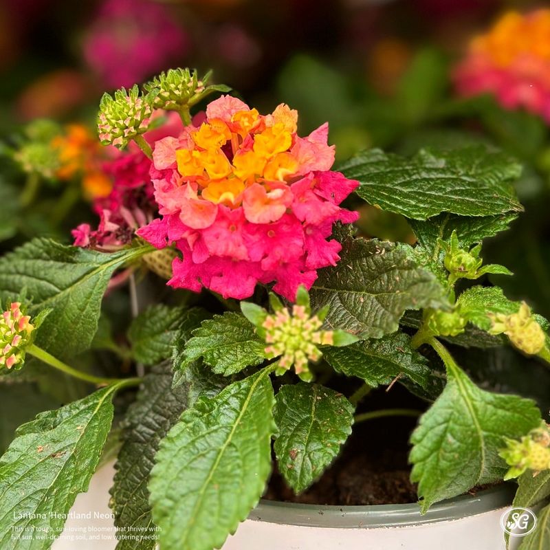 Lantana: Tropical Beauty With Practical Benefits
