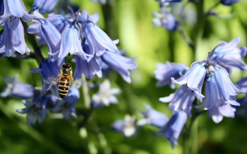 Pollen Color Gives Away Identity