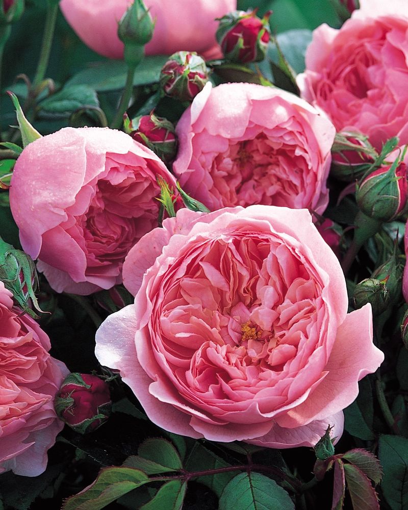 David Austin English Roses
