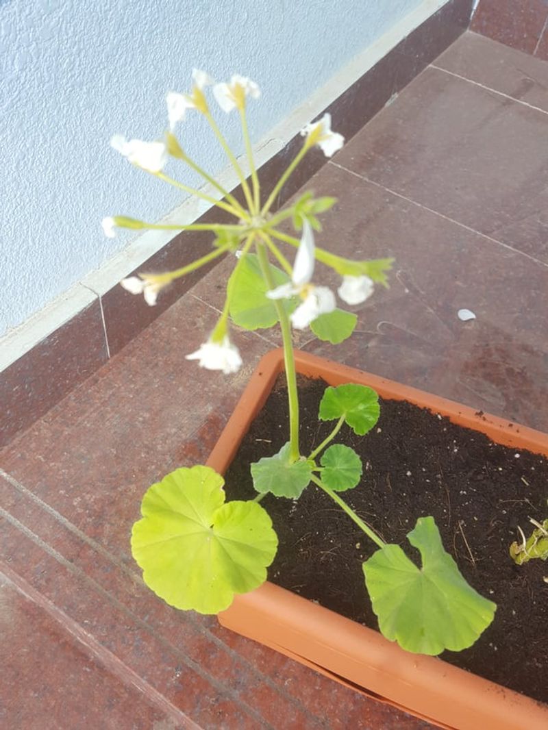 Decreased Bloom Count