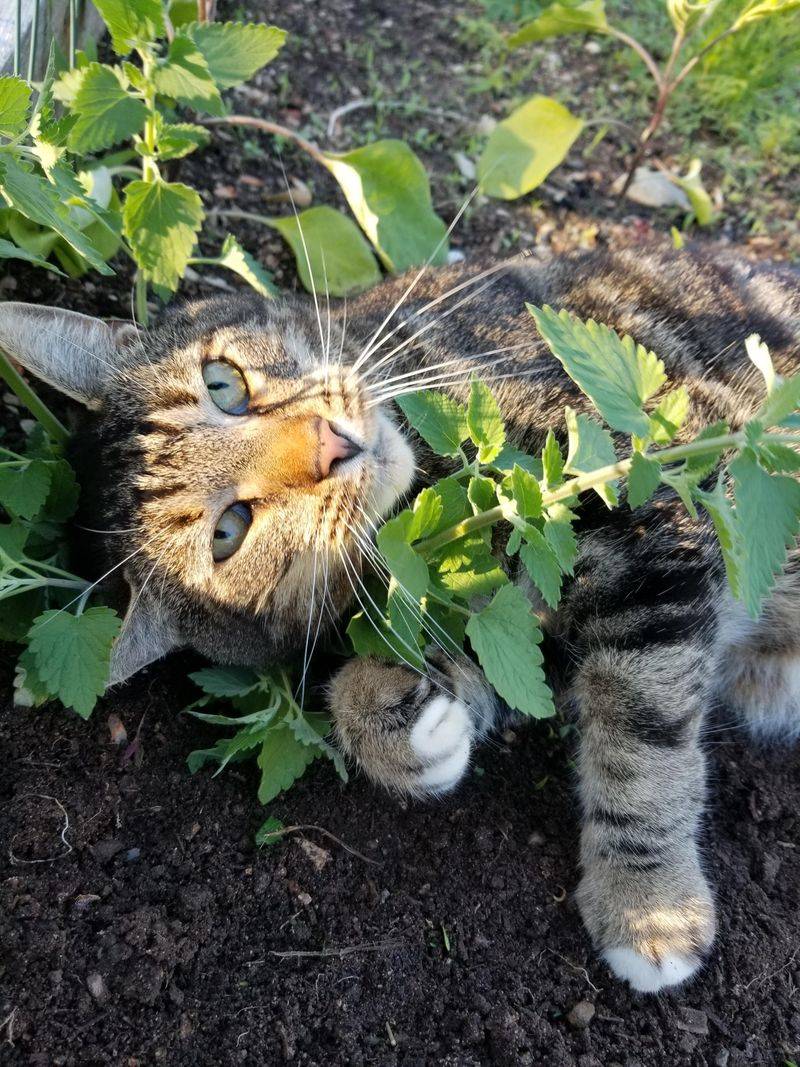 Cat Attraction