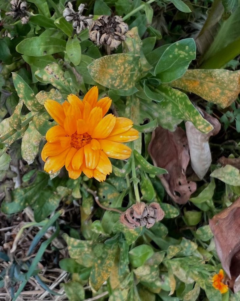 Petals Develop Dark Spots