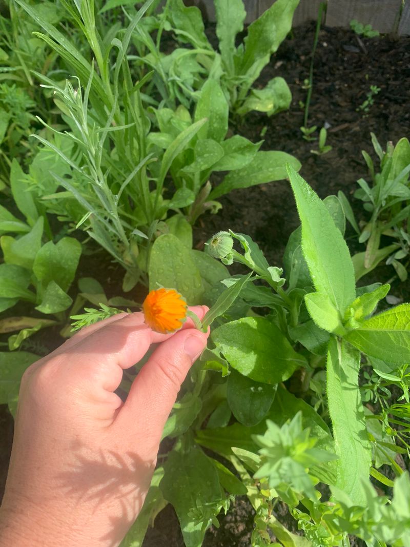Sudden Wilting Despite Moist Soil