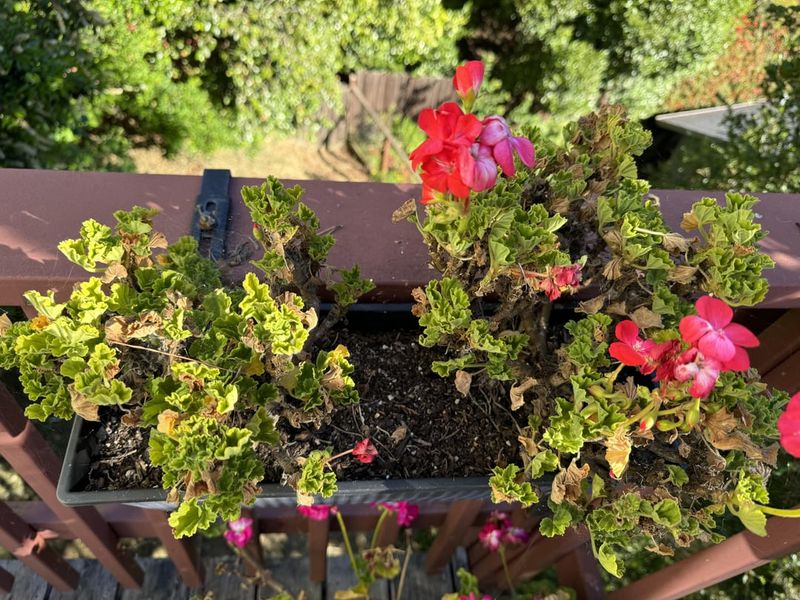 Uneven Growth Pattern