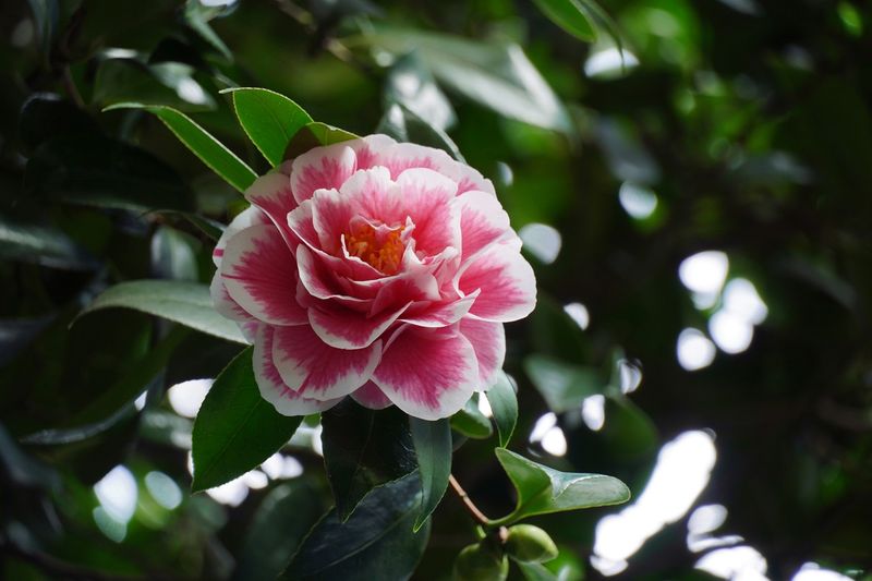 Camellias - Winter's Elegant Blooms