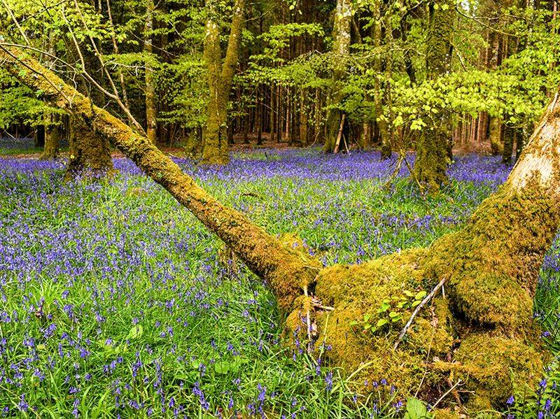 Habitat Preferences Reveal History