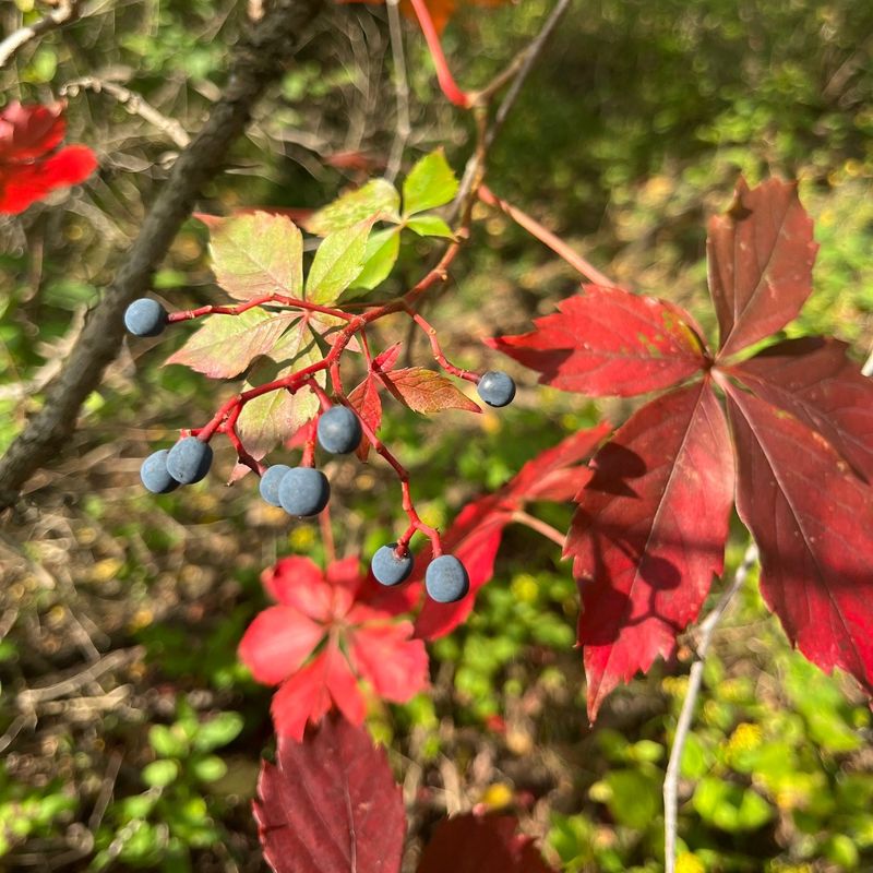 Virginia Creeper