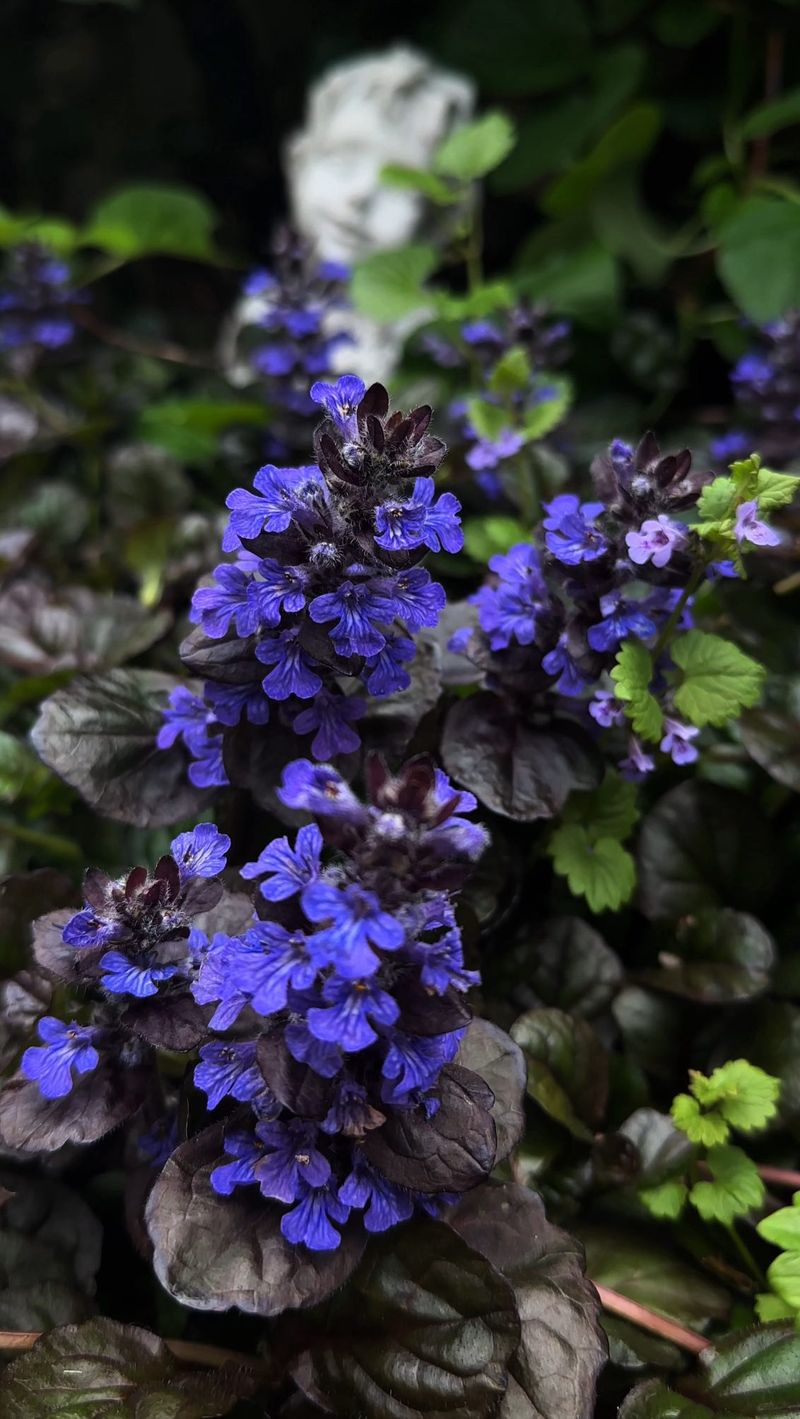 Ajuga (Bugleweed)