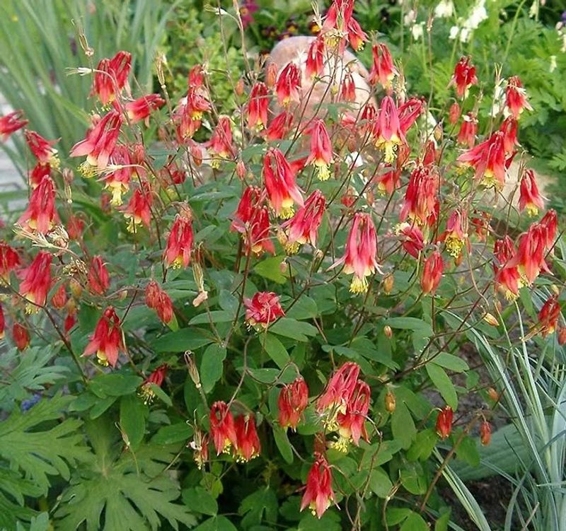 Wild Columbine