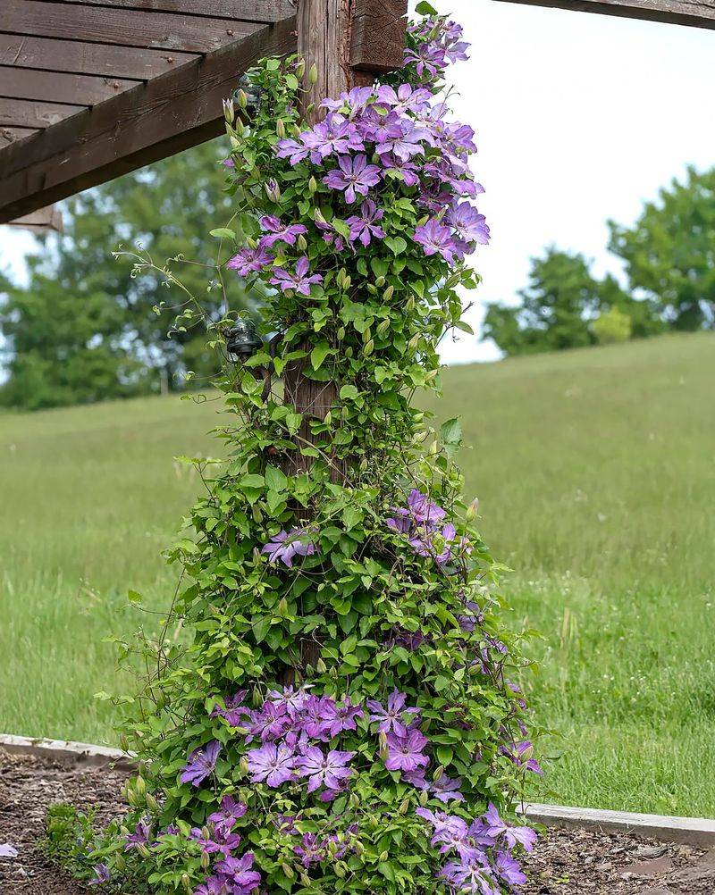 Vertical Color Stacking With Clematis And Roses