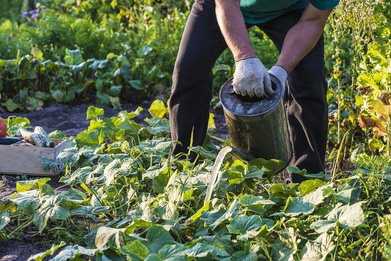 Soil Drench for Root Health