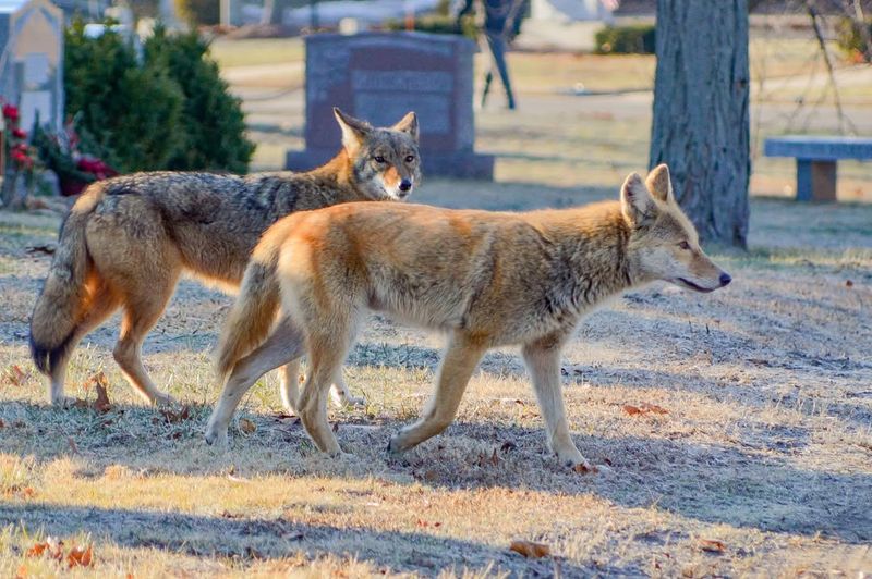 Breeding Season Brings Behavioral Changes