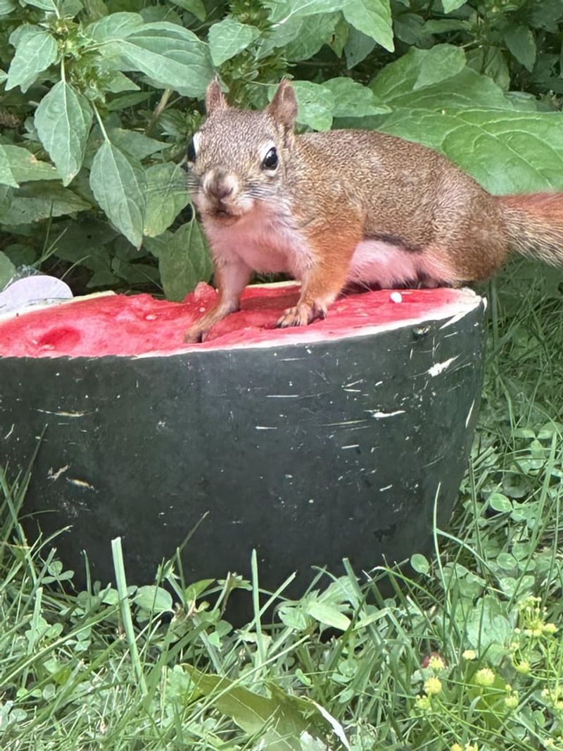 Nature's Entertainment