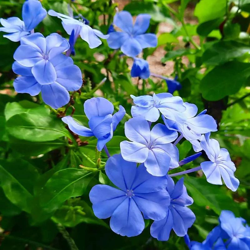 Plumbago