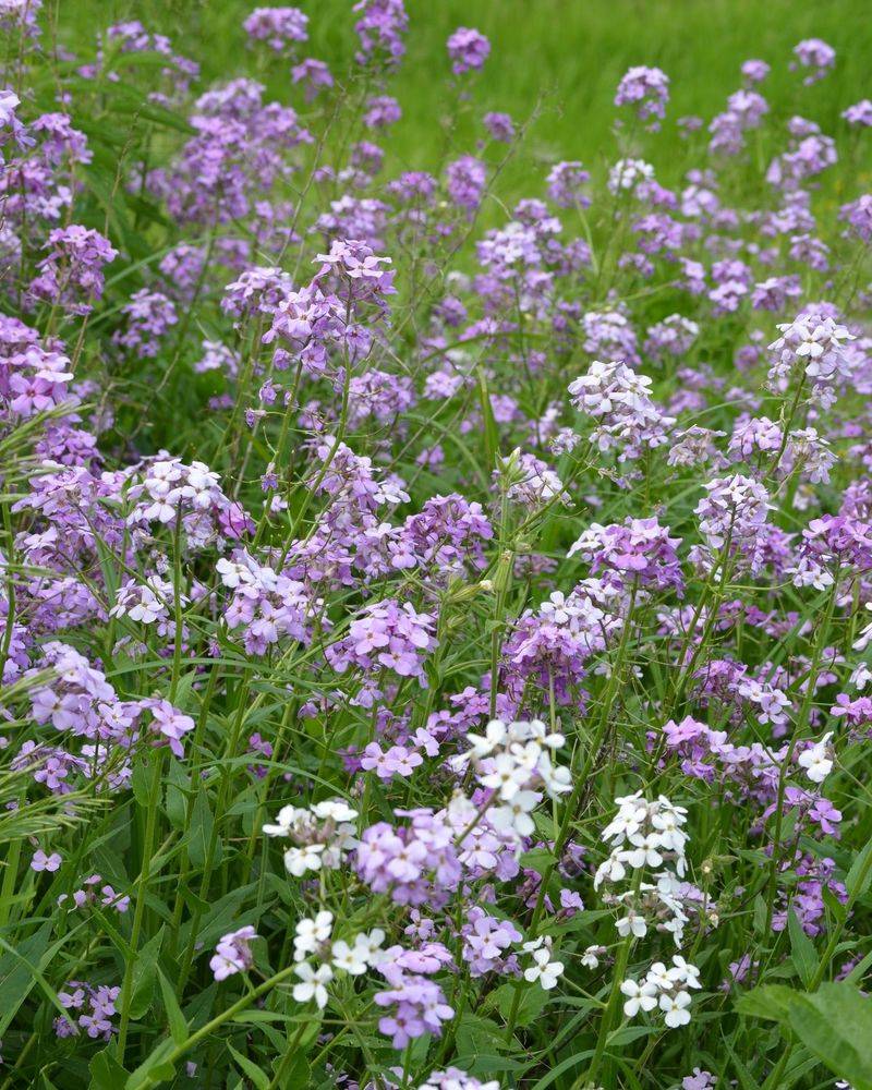 Dame's Rocket (Hesperis matronalis)